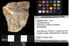 Foto (Objket + Etiketten) von Culmenformosa sp. 